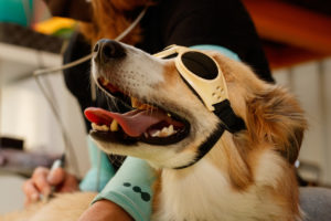 Dog with goggles on receiving laser therapy.