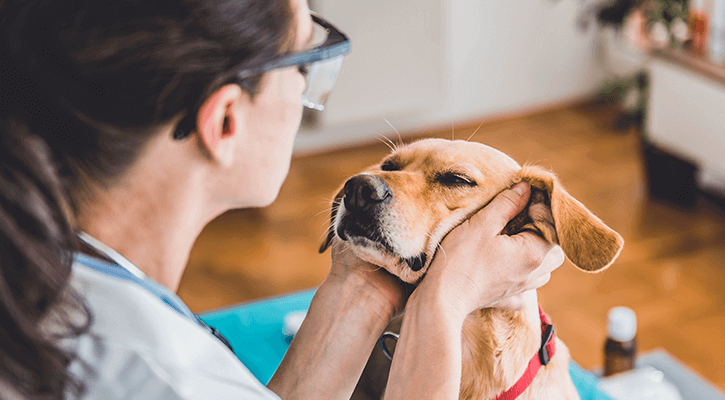 Veterinarian performing wellness exam on a dog.