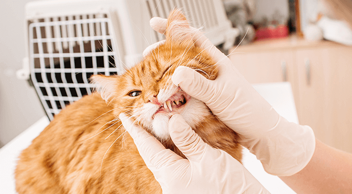Doctor examining cat's teeth and gums.