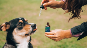 Dog being given medicine drops.