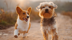 Two dogs running together.