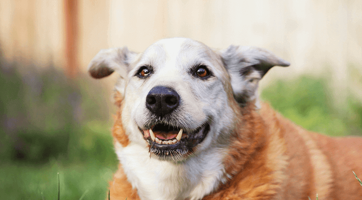 Senior-Care Senior Dog