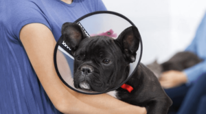 Dog wearing an Elizabethan collar after surgery.