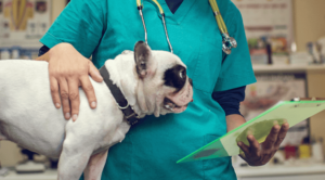 Veterinarian caring for a dog.