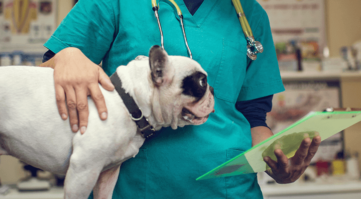 Veterinarian caring for a dog.