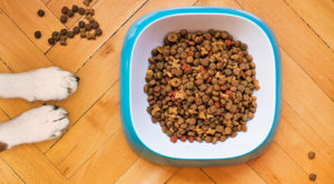 Pet bowl filled with food.